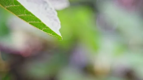 A fresh green leaf in the rain. Stock Footage 245061187