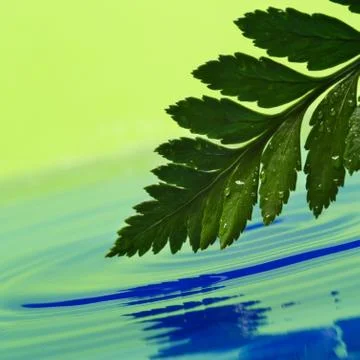 Fresh green leaf reflected in rendered water Stock Photos