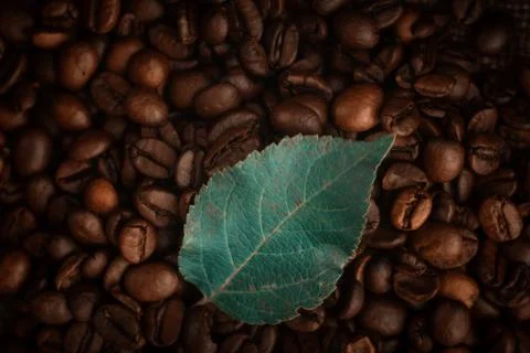 Fresh Green Leaf Resting on Roasted Coffee Beans Background Stock Photos