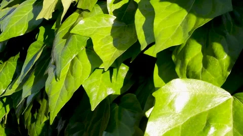 Fresh green leaf in sunset Vídeos de archivo 316537103