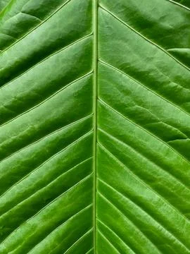 Fresh green leaf symmetrical texture close up. Symmetry and ecology concept. Stock Photos