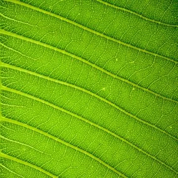 Fresh green leaf texture background Stock Photos