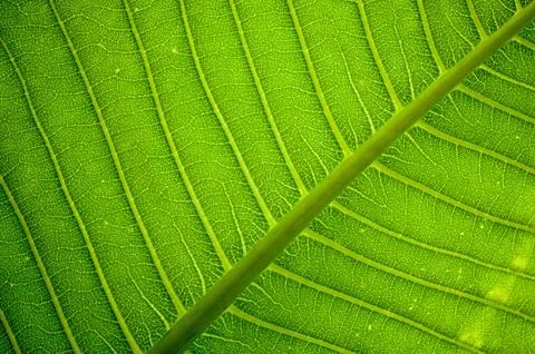 Fresh green leaf texture background Stock Photos