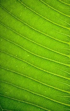 Fresh green leaf texture background Stock Photos