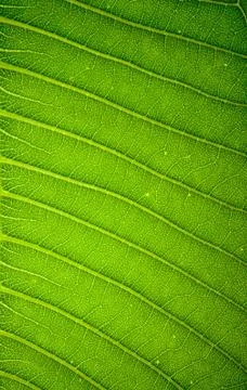 Fresh green leaf texture background Stock Photos