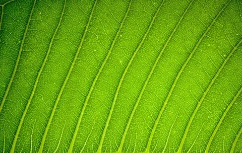Fresh green leaf texture background Stock Photos