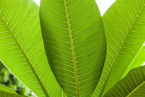Fresh green leaf texture background Stock Photos