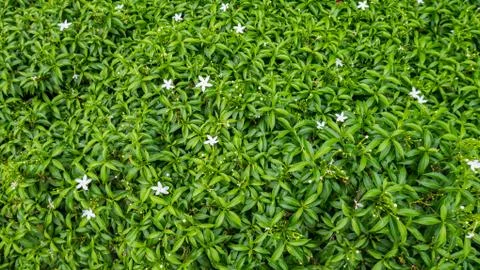 Fresh green leaf texture background. Stock Photos