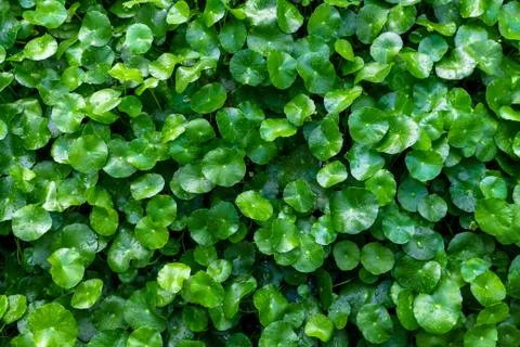 Fresh green leaf for Texture background Stock Photos