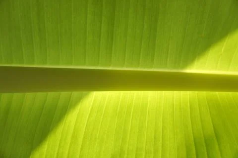 Fresh green leaf texture background with fibers and segments clearly visible Stock Photos