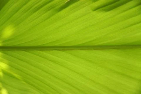 Fresh green leaf texture background with fibers and segments clearly visible Stock Photos