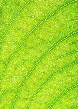 Fresh green leaf texture, close-up. Stock Photos