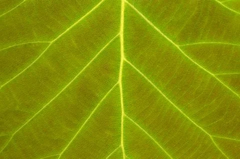 Fresh green leaf texture close-up. Stock Photos