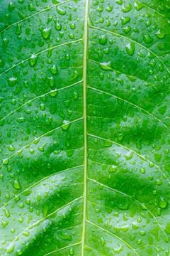 Fresh green leaf texture closeup Stock Photos