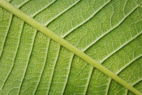 Fresh green leaf texture closeup Stock Photos