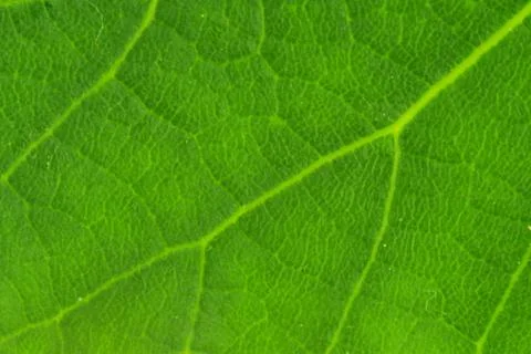 Fresh green leaf texture, leaf background, macro image. Front side of leaf Stock-Fotos