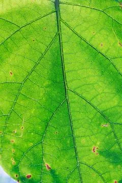 Fresh green leaf texture macro close-up Stock Photos
