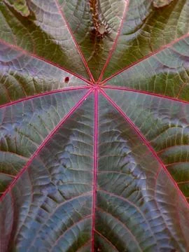 Fresh green leaf texture macro close-up Stock Photos