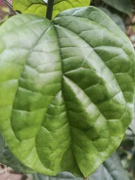 Fresh Green Leaf Texture Macro Background Stock Photos