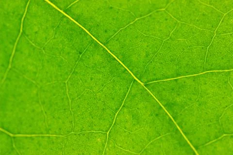 Fresh green leaf texture Stock Photos