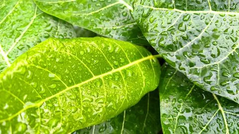 Fresh green leaf texture with pure sparkling raindrop bubbles (1) Foto stock