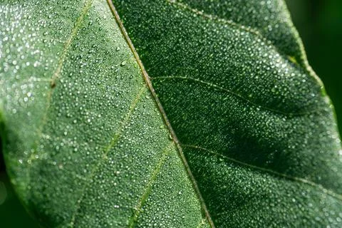 Fresh green leaf texture with tiny morning dew drops Stock Photos