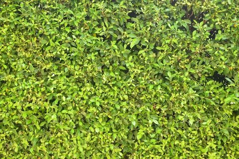 Fresh green leaf tree background, natural wall decoration of home Stock Photos