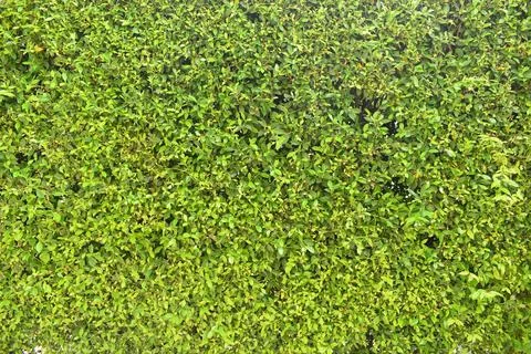 Fresh green leaf tree background, natural wall decoration of home Stock Photos