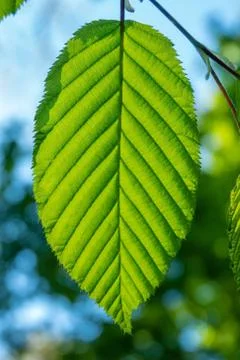 Fresh green leaf of a tree at spring Stock Photos