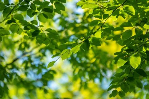 Fresh green leaf of a tree at spring Stockfoto's
