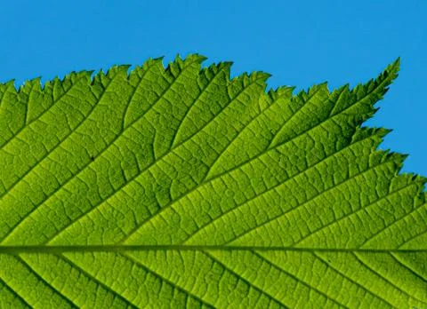 Fresh green leaf of a tree at spring 写真素材