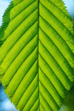 Fresh green leaf of a tree at spring Photos