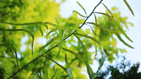 Fresh green leaf on trees background sky bright garden day plants season branch Stock Footage 98646694