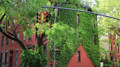 Fresh green leaf trees grow in Springtime at the West Village in New York City Stock Footage 241272912