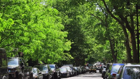 Fresh green leaf trees grow in Springtime at the West Village in New York City Stock Footage 241374735