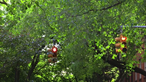Fresh green leaf trees grow in Springtime at the West Village in New York City Stock-Footage 241378396