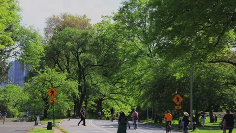 Fresh green leaf trees grow in Central Park in New York City Stock Footage 264638599