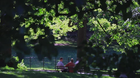Fresh green leaf trees grow in Central Park in New York City Stock Footage 264787120