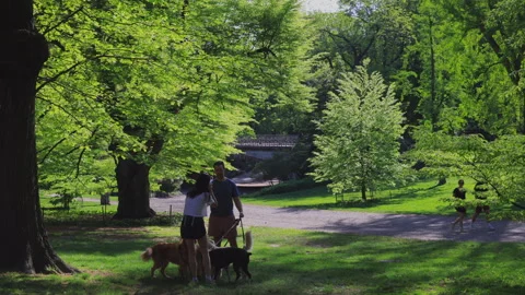 Fresh green leaf trees grow in Central Park in New York City Stock-Footage 264787469