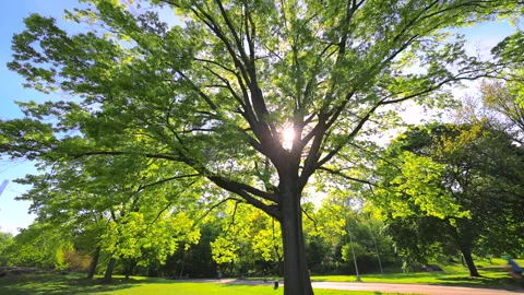 Fresh green leaf trees grow in Central Park in New York City Video stock 264979892