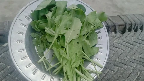 Fresh Green Leaf Viewed From the Side in Natural Light Stock Footage 347037731