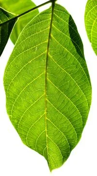 Fresh green leaf of Walnut tree illuminated by sun Foto stock