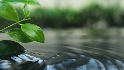 Fresh green leaf with water drop over the water Stock Footage 103301535