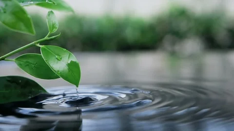 Fresh green leaf with water drop over the water , nature leaf branch Vídeo Stock 103311208