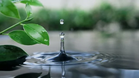 Fresh green leaf with water drop over the water , nature leaf branch relaxati Stock Footage