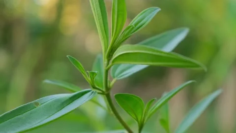 Fresh green leaf In The Wind Stock Footage 178349146