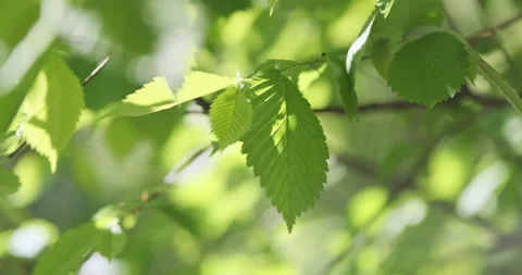 Fresh green leaf wind swaying in spring morning, close up. Green foliage pattern Stock Footage 244672607