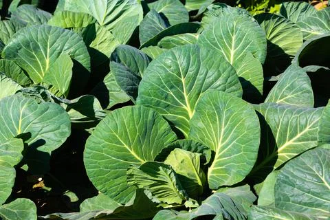 Fresh green leafs of cabbage Stock Photos