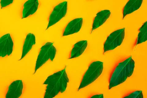 Fresh green leafs pattern on bright orange background. Minimal concept. Summe Foto stock