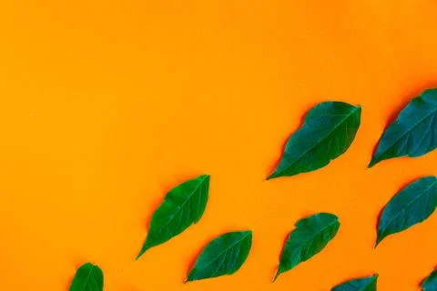 Fresh green leafs pattern on bright orange background. Minimal concept. Summe Foto stock